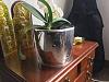 Help with my first phalaenopsis!-img_0288-jpg