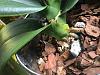 Help with my first phalaenopsis!-img_0287-jpg