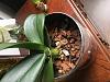 Help with my first phalaenopsis!-img_0286-jpg