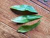 Angraecum alabaster leaf drop - I think something is wrong-20200829_161213-jpg