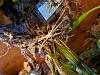 Angraecum alabaster leaf drop - I think something is wrong-20200829_161121-jpg