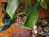 Angraecum alabaster leaf drop - I think something is wrong-20200829_161111-jpg