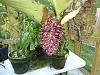 Bulbophyllum beccarii-p1000317-jpg