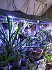 Indoor setup for Vandaceous and high light plants-img_20190222_122506748-jpg