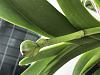 Yellow strap leave Vanda (Gifted- ants and one yellow leave )-7a33cc1a-d25c-4f47-87ac-c5babb431c42-jpg