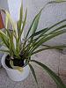 Cymbidium tracyanum: Light - how to know when it is just too much?-img_20200907_185839-jpg