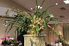 Cymbidium tracyanum: Light - how to know when it is just too much?-img_1606-2-jpg