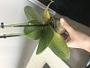 Phalaenopsis yellowing &amp; wilting-img_5629-jpg