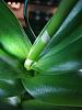 My dendrobium is developing a second spike.-119516119_10224146940970122_7826982341516170016_n-jpg