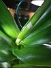 My dendrobium is developing a second spike.-119457019_10224146939330081_8924468753251162788_n-jpg