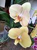 Phalaenopsis, but which ones?-photo_2020-09-19_22-24-55-jpg