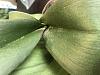 Can this phalaenopsis be saved?-a9381231-8f29-4af0-b087-030dfc1506a1-jpg
