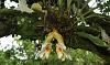 First blooms on what looks to be Stanhopea ecornuta-dsc06697-blooms-stanhopea-ecornuta-orchid-edit-unmarked-share-jpg