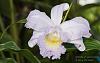Sobralia cf. warscewiczii-dsc01963-sobralia-cf-warscewiczii-marked-edit-jpg