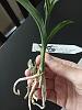 Catasetum tenebrosum small plant new growth-img_20200926_131013-jpg