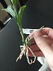 Catasetum tenebrosum small plant new growth-img_20200926_131020-jpg