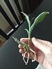Catasetum tenebrosum small plant new growth-img_20200926_131048-jpg
