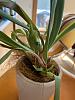 Miltonia woes: first won't flower, then making brown leaves-optimized-bac59335-3354-47f6-8fd9-48ed35a4796f-jpg