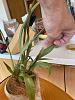 Miltonia woes: first won't flower, then making brown leaves-milt-2-jpg