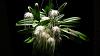 Bulbophyllum medusae spiking-img_0765-jpg