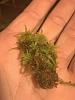 Sphagnum moss growing?-b2a15b04-7466-4f28-8949-6e6605a4113a-jpg