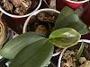Help, what are the dark spots on my phalaenopsis?-8cb4e964-f9a7-4721-9a77-e42dd7a1ce2c-jpg