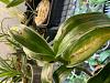Small dark spots on Dendrobium Phalaenopsis leaves-26253f65-d626-4942-8b0a-177a95e68074-jpg