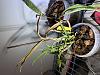Small dark spots on Dendrobium Phalaenopsis leaves-92a0b4ce-6d8f-4eb8-bbc5-3acc7ce389b0-jpg