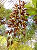 Catasetum growing on palm-img_20201022_143624827_edited-jpg