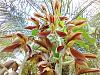 Catasetum growing on palm-img_20201022_143857256_edited-jpg