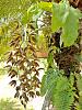 Catasetum growing on palm-img_20201022_143440138_edited-jpg