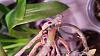 Bright Pink Roots on my Phalaenopsis-20201025_155317-jpg