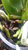 Root Burn or root rot?-orchid-root-tip-2-jpg