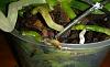 Root Burn or root rot?-orchid-root-tip-5-jpg