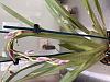 Miltoniopsis flower spike rotting and breaking-ffa59473-7178-40ab-91c2-12baaf56dac9-jpg