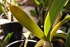 Laelia tenebrosa - Stalled growth-tenebrosa-rainforest_sheath_27_oct2020-jpg
