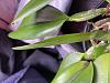 Cattleya purple pseudobulb-image_67367425-1-jpg