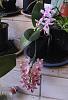My second phalaenopsis-phal-jennifer-palermo-equestris_and_other-phal-jpg