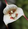 Dracula lotax bloom-dracula-lotax-bloom-3-01-jpg