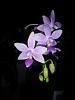 My second phalaenopsis-phal-jennifer-palermo-equestris_2_fri-6-nov2020-jpg