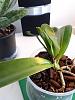 Update Phalaenopsis with Mealybug Infestation-20201123_105919-jpg