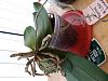 Phalaenopsis Orchid-floppy leaves and dried roots-16063208007906837794276421883621-jpg