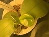 DIY Mini Plexiglass orchidadirum questions-233c6014-e8df-4589-863d-2b007e35b048-jpg