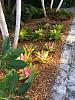 Florida Keys Gardening-brom3-jpg