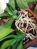 What's wrong with my orchid's roots? They're withered.-img_20201129_120100606-jpg