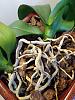 What's wrong with my orchid's roots? They're withered.-img_20201129_120042318-jpg