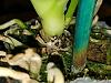 Black lumps on Phalaenopsis stem?-1606864918846-jpg