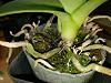 Black lumps on Phalaenopsis stem?-1606974852387-jpg