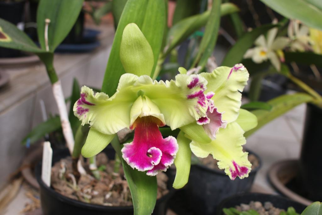 Rlc. Memoria Helen Brown 'Sweet Afton m. Splash'-rlc-memoria-helen-brown-sweet-afton-splash_opening2_8-dec2020-jpg