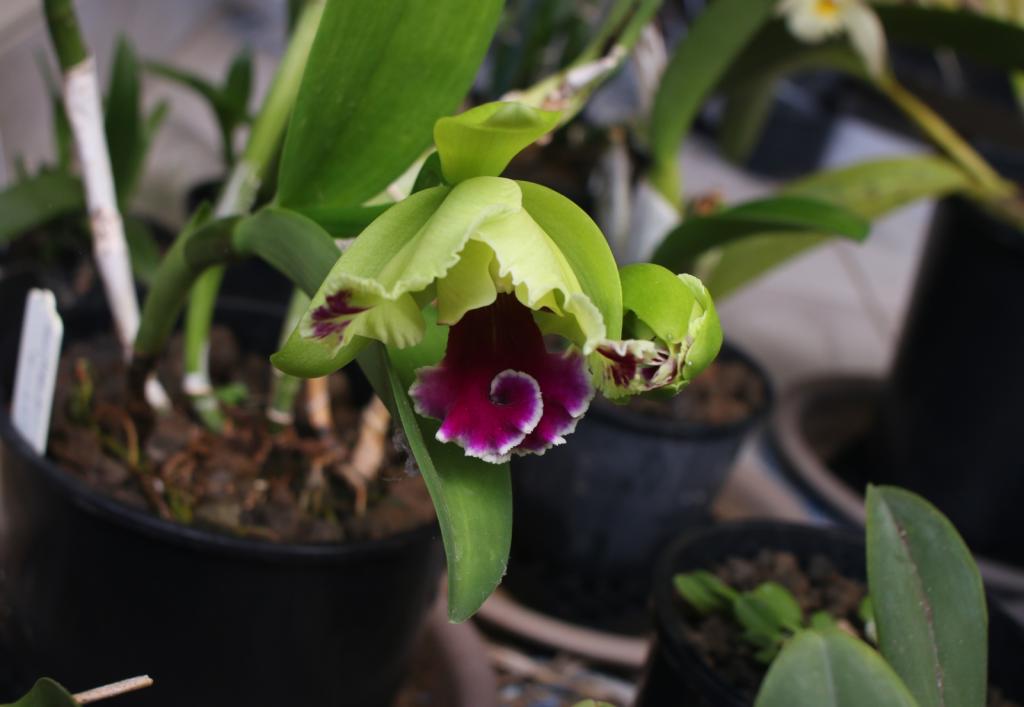 Rlc. Memoria Helen Brown 'Sweet Afton m. Splash'-rlc-memoria-helen-brown-sweet-afton-splash_opening3_7-dec2020-1-jpg